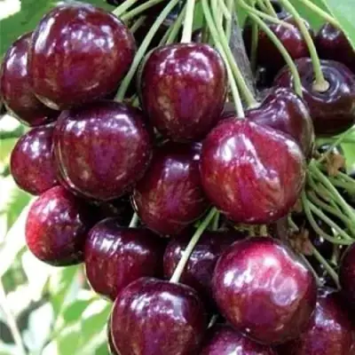 Черешня СИЛЬВИЯ колоновидная в Солигорске