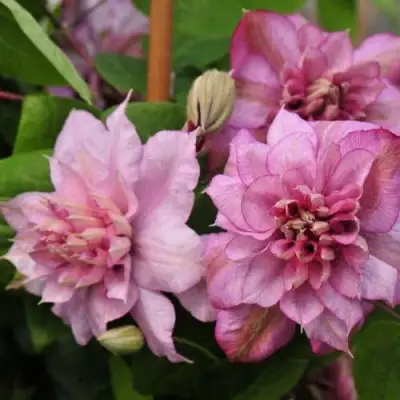 Клематис ИННОСЕНТ ГЛАНС в Солигорске