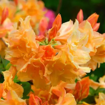 Азалия ЧАРДАШ листопадная в Солигорске