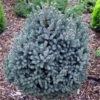 Ель НАНА сизая в Солигорске