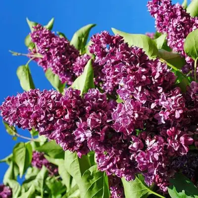 Сирень ЧАРЛЬЗ ДЖОЛИ в Солигорске