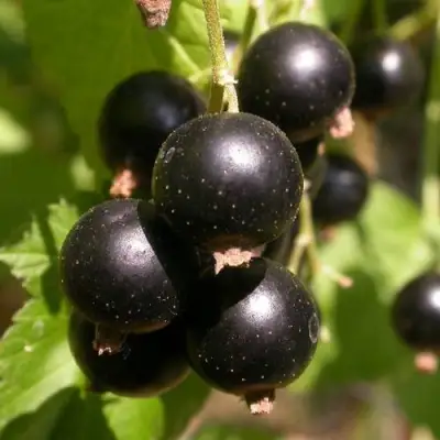 Смородина чёрная БИНАР в Солигорске