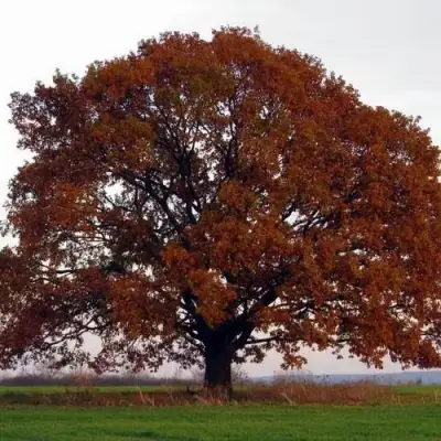 Дуб скальный в Солигорске