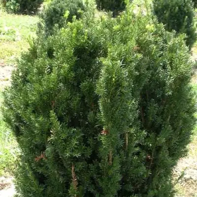 Тис ХИКСИ средний в Солигорске