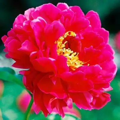 Пион ХРАБРЫЙ ВОИН травянистый в Солигорске