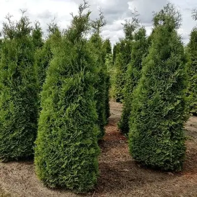 Туя ХОЛМСТРУП западная в Солигорске