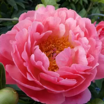 Пион КОРАЛ САНСЕТ травянистый в Солигорске