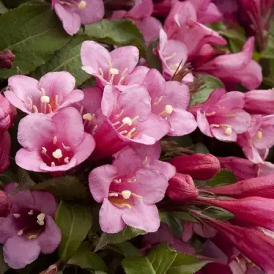 Вейгела ФЛОРИДА в Солигорске