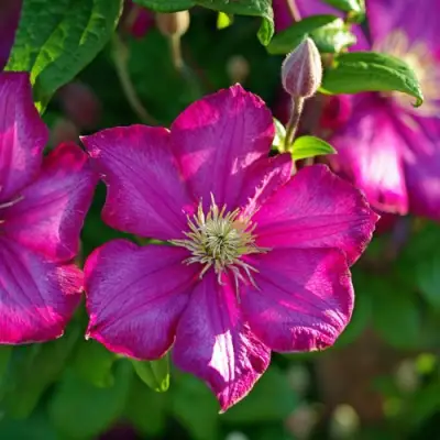 Клематис КАРМЕНСИТА в Солигорске