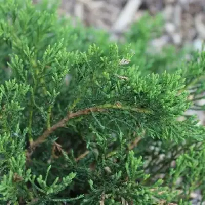 Можжевельник РОКЕРИ ДЖЕМ казацкий  в Солигорске