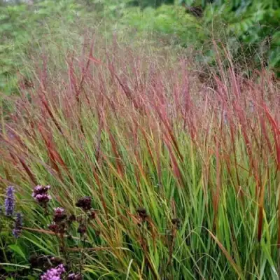 Просо РЕБРАУН прутьевидное в Солигорске