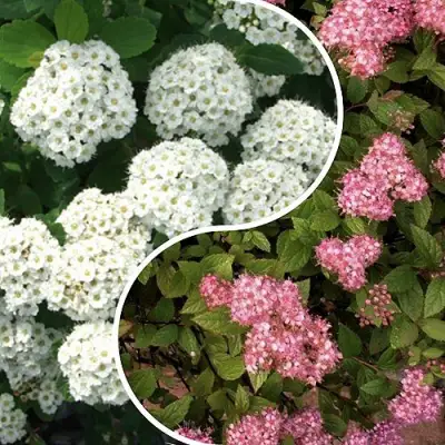 Комплект ТАЛАНТЛИВЫЙ САДОВОД в Солигорске