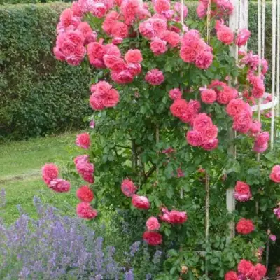 Роза РОЗАРИУМ ЮТЕРСОН плетистая в Солигорске