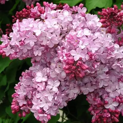 Сирень ЭСТЕР СТЕЙЛИ в Солигорске