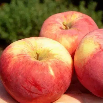 Яблоня ОРЛОВИМ в Солигорске