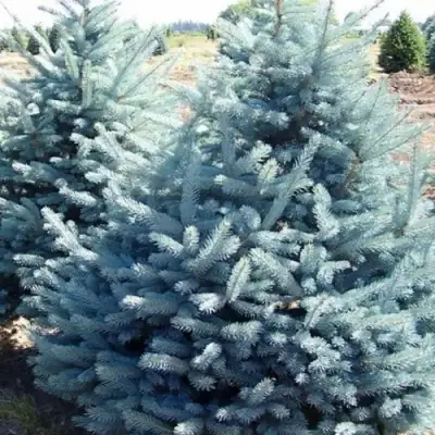 Ель ГЛАУКА колючая в Солигорске