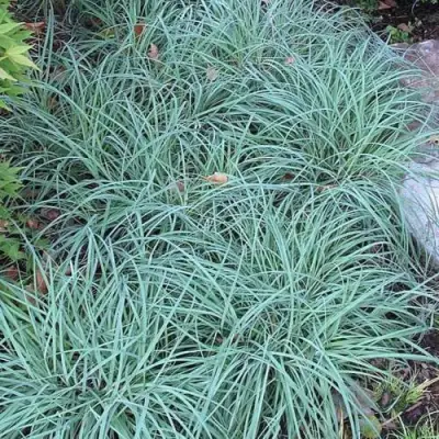 Осока БЛЮ ЗИНГЕР в Солигорске