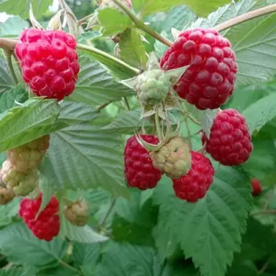 Малина ПРОСТО ПРЕЛЕСТЬ (СТОЛЕШНИК) в Солигорске