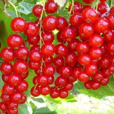 Смородина красная ФЕРТОДИ в Солигорске