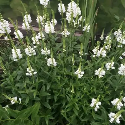 Физостегия АЛЬБА виргинская в Солигорске