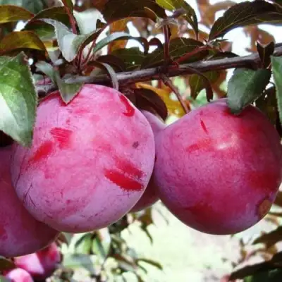 Слива ЛАМА в Солигорске