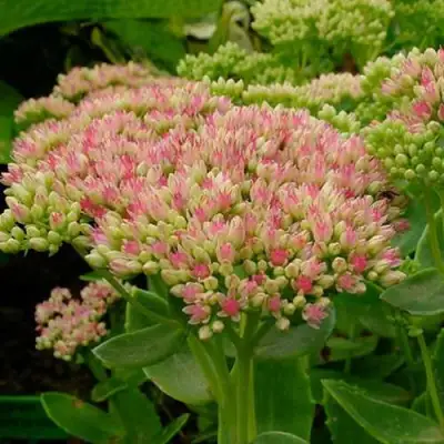 Очиток (седум) БРИЛЛИАНТ в Солигорске