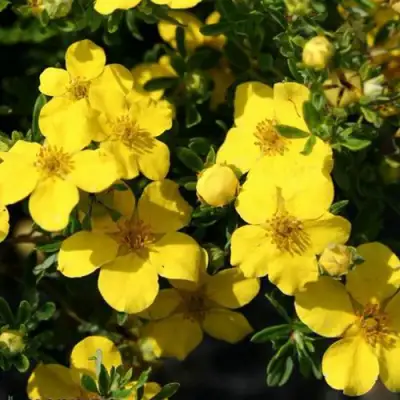 Лапчатка ХАКМАНС ГИГАНТ кустарниковая в Солигорске