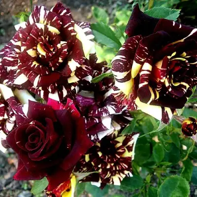 Роза ФОКУС ПОКУС флорибунда в Солигорске