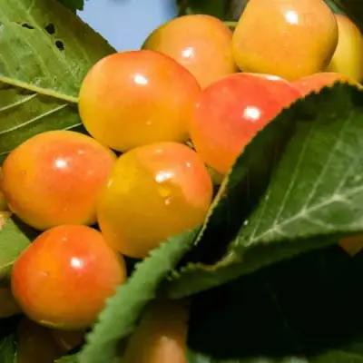 Дюк (черевишня) БЕЛОЧКА в Солигорске