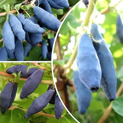 Комплект СЛАДКИЕ ХИТЫ в Солигорске