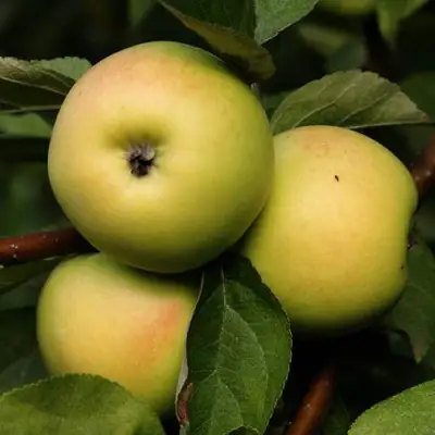 Яблоня ДАНИЛА в Солигорске