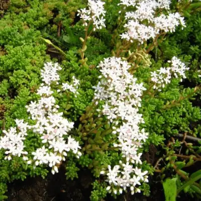 Очиток (седум) ХЛОРОТИКУМ белый в Солигорске