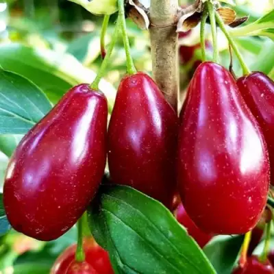 Кизил ВЛАДИМИРСКИЙ в Солигорске