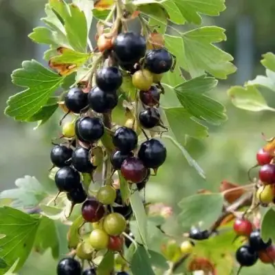 Смородина золотистая ПЛОТНОМЯСАЯ в Солигорске