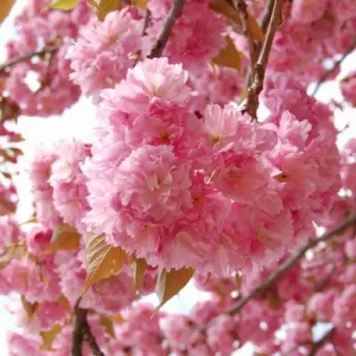 САКУРА  в Солигорске