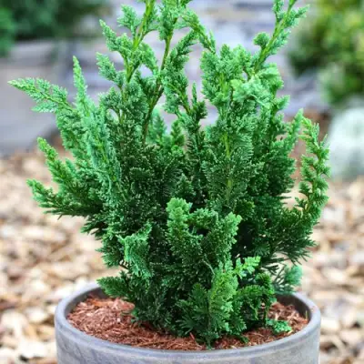 Кипарисовик ВИСЕЛЛИ лавсона в Солигорске