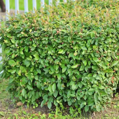 Кизильник блестящий в Солигорске