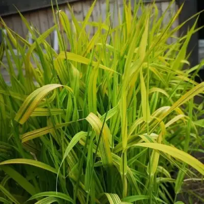 Фалярис АРКТИК САН тростниковый в Солигорске