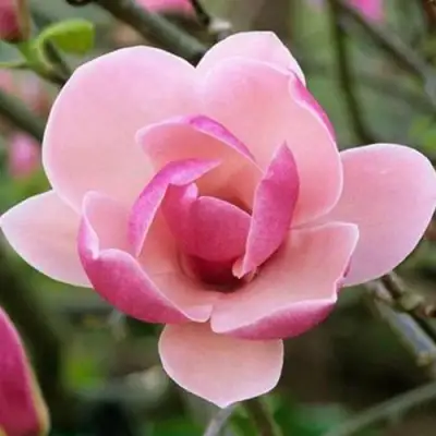 Магнолия РУСТИКА РУМБА в Солигорске