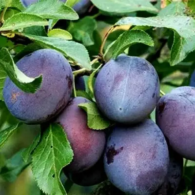 Слива ВЕНГЕРКА БЕЛОРУССКАЯ в Солигорске