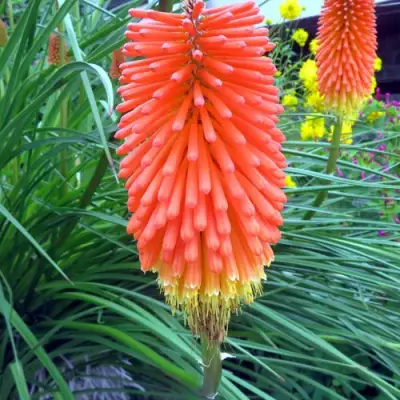 Книфофия БЕНГАЛ ФАЕР гибридная в Солигорске