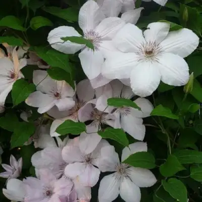 Клематис ИОАНН ПАВЕЛ 2 в Солигорске