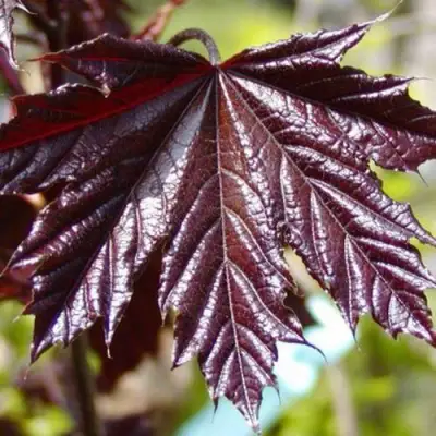 Клен КРИМСОН КИНГ остролистный в Солигорске