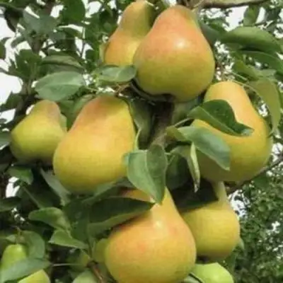 Груша ЛЮБИМИЦА ЯКОВЛЕВА в Солигорске