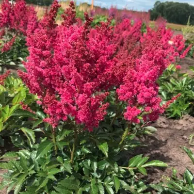 Астильба ЛАКИ ДЕЙ Арендса в Солигорске