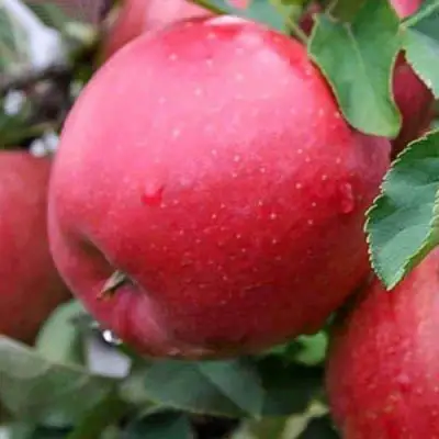 Яблоня ЧЕМПИОН в Солигорске