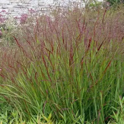 Просо ШЕНАНДО прутьевидное в Солигорске