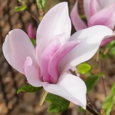 Магнолия БЕТТИ в Солигорске