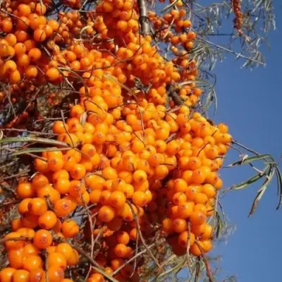 Облепиха СУДАРУШКА в Солигорске