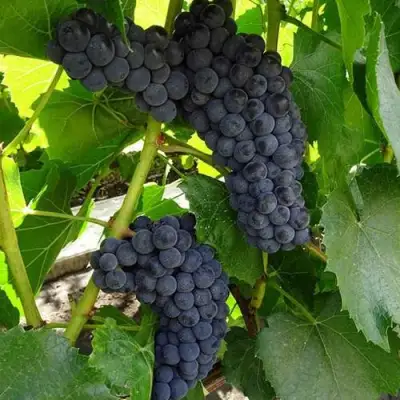 Виноград ВЭЛИАНТ в Солигорске